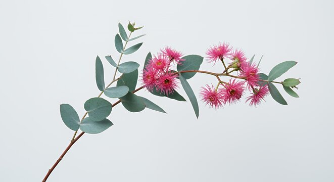 Isolated Branch of Pink Eucalyptus Flowers with Round Green Leaves on White Background Featuring Spring Bloom and Herbal Essence for Botanical Decoration