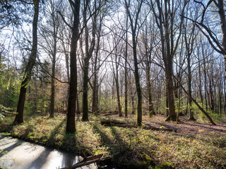 early spring leaves of forest trees above canal in the netherlands