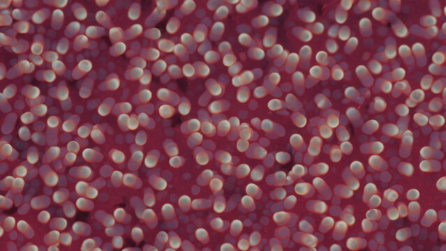 Microscopic view of clustered cells (3)