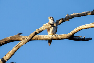 A wild prairie falcon in a tree in a park in Colorado.