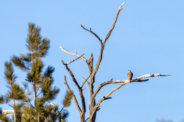 A wild prairie falcon in a tree in a park in Colorado.