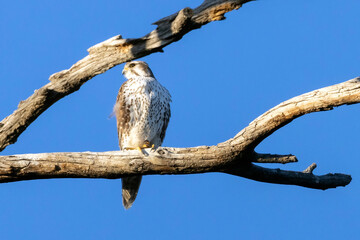 A wild prairie falcon in a tree in a park in Colorado.