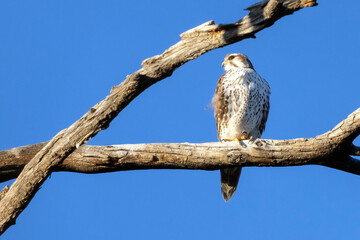 A wild prairie falcon in a tree in a park in Colorado.