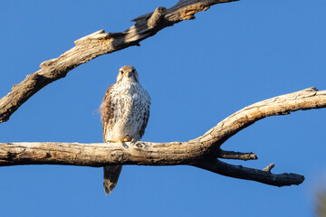 A wild prairie falcon in a tree in a park in Colorado.