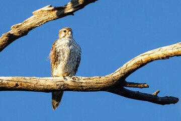 A wild prairie falcon in a tree in a park in Colorado.