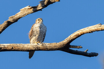 A wild prairie falcon in a tree in a park in Colorado.
