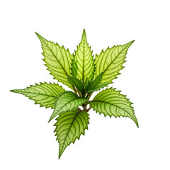 Captivating vibrancy, A vividly green coleus plant showcasing intricate patterns against a simple contrasting setting