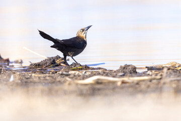 A wild great-tailed grackle at a lake in a park in Colorado.