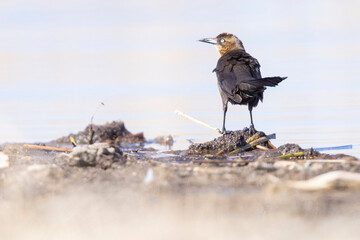 A wild great-tailed grackle at a lake in a park in Colorado.