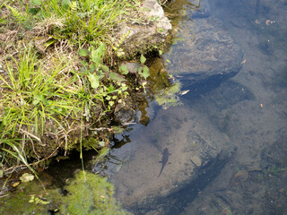 和風の池のイモリくん