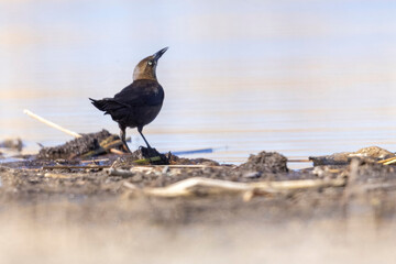 A wild great-tailed grackle at a lake in a park in Colorado.
