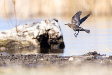 A wild great-tailed grackle at a lake in a park in Colorado.