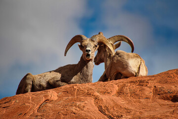 Two Bighorn Sheep Rams Resting Above Arch Rock, Valley of Fire State Park in Nevada.