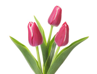 Three beautiful pink tulips isolated on white