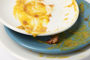Cockroach crawling on dirty dishes, closeup view