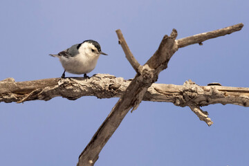 A wild white-breasted nuthatch in a tree in a park in Colorado.