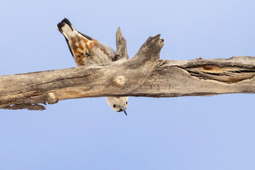 A wild white-breasted nuthatch in a tree in a park in Colorado.