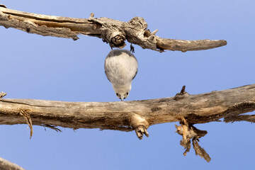 A wild white-breasted nuthatch in a tree in a park in Colorado.