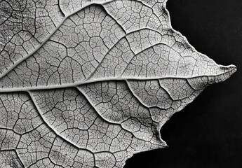 Obraz premium Intricate leaf veins, grayscale close-up