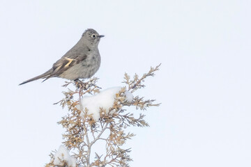 A wild Townsend's Solitaire in a park in Colorado.