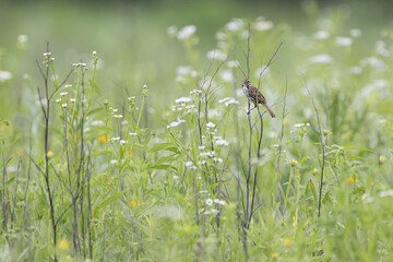 prairie bird in prairie flowers