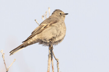 A wild Townsend's Solitaire in a park in Colorado.