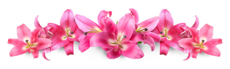 Fototapeta premium Beautiful pink lily flowers on white background