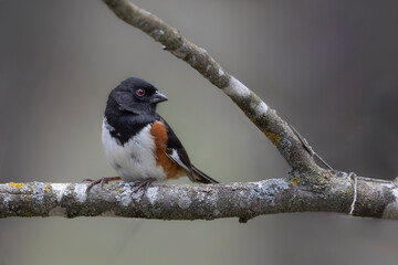 eastern towhee on branch