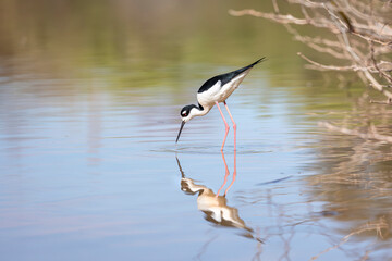 black necked stilt with reflection