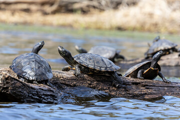 Fototapeta premium several turtles sunning on a log in the water