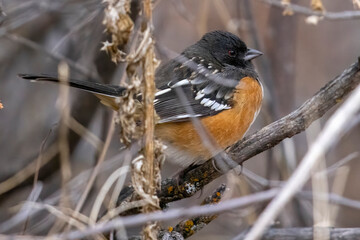 Wild spotted towhee perched in a bush in a park in Colorado.