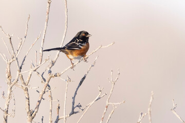 Wild spotted towhee perched in a bush in a park in Colorado.