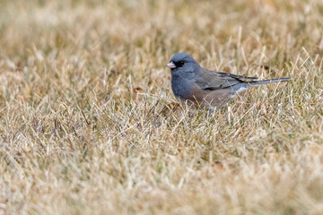 A wild dark-eyed junco in a park in Colorado.