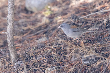 A wild dark-eyed junco in a park in Colorado.