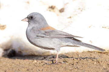 Obraz premium A wild dark-eyed junco in a park in Colorado.