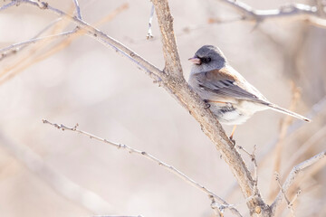 A wild dark-eyed junco in a park in Colorado.