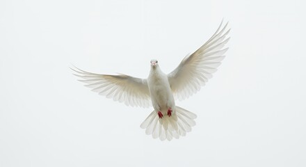 Obraz premium Majestic White Dove in Midflight with Outstretched Wings Against a Clean White Background Perfect for Decoration