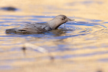 Fototapeta premium A wild American dipper in a park in the mountains of Colorado.