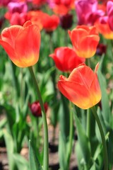 色鮮やかなチューリップ　カナダ モントリオール