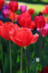 色鮮やかなチューリップ　カナダ モントリオール