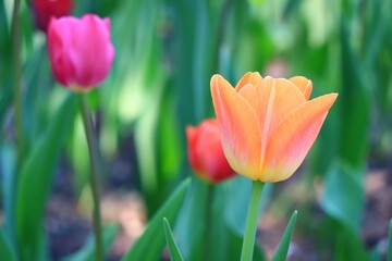 色鮮やかなチューリップ　カナダ モントリオール