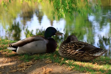 水辺にくつろぐカモ