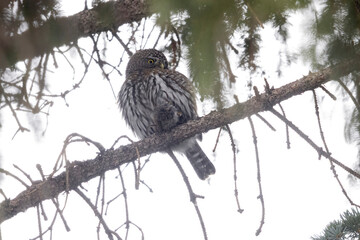 A wild northern pygmy owl perched in a tree in a park in the mountains of Colorado.