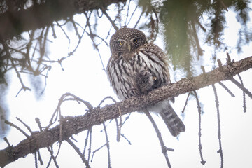 A wild northern pygmy owl perched in a tree in a park in the mountains of Colorado.