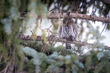 A wild northern pygmy owl perched in a tree in a park in the mountains of Colorado.