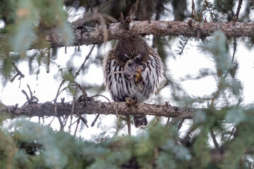 A wild northern pygmy owl perched in a tree in a park in the mountains of Colorado.