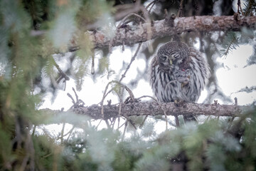 A wild northern pygmy owl perched in a tree in a park in the mountains of Colorado.