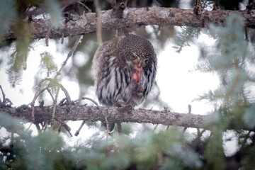 A wild northern pygmy owl perched in a tree in a park in the mountains of Colorado.