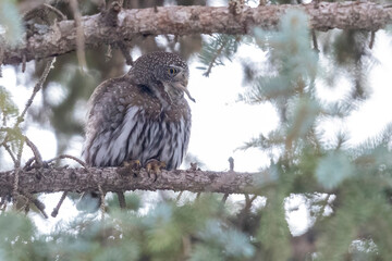 A wild northern pygmy owl perched in a tree in a park in the mountains of Colorado.