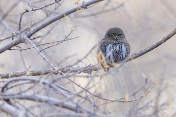 A wild northern pygmy owl perched in a tree in a park in the mountains of Colorado.